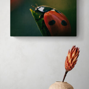 Ladybug's Journey