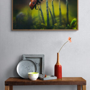 Ladybug's Ascent